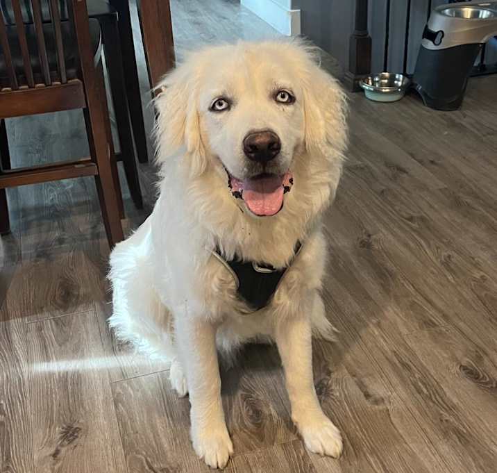 Photo of Ori