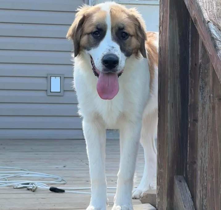 Photo of Kali