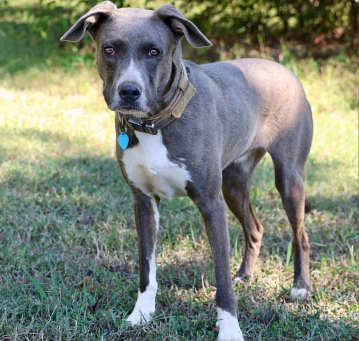 Photo of Blue