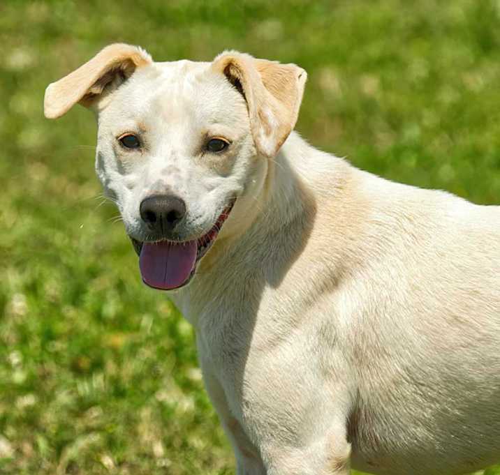 Photo of Trapper