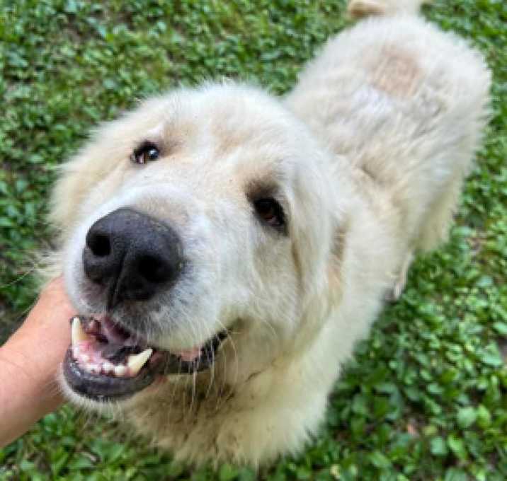Photo of Bandit