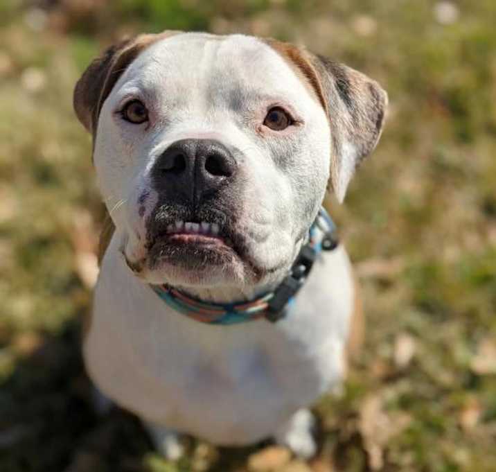 Photo of Rocco