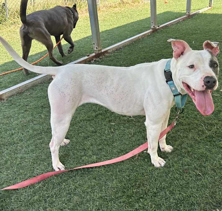Photo of Stella