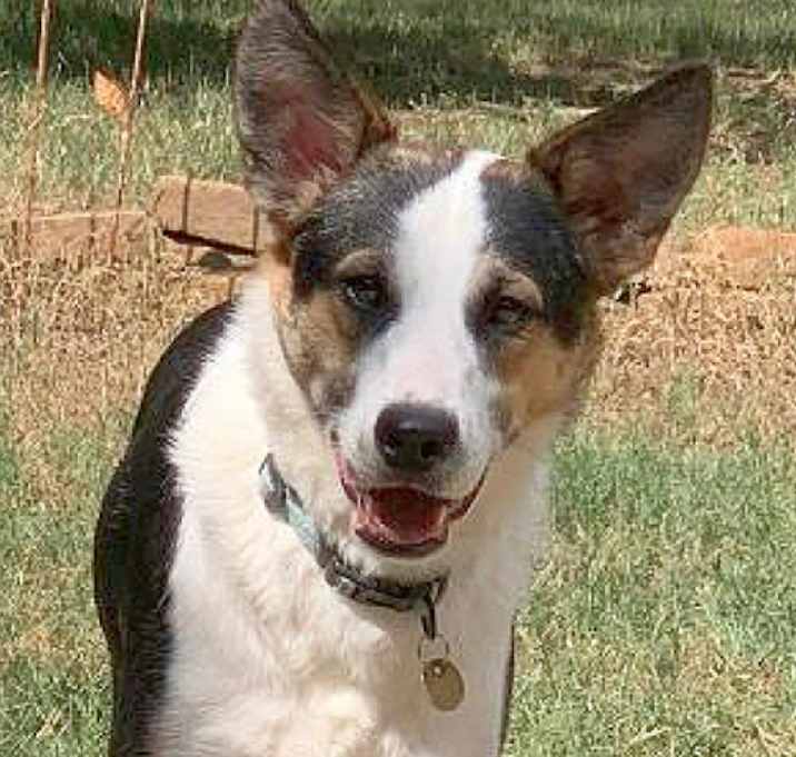 Photo of Merlin