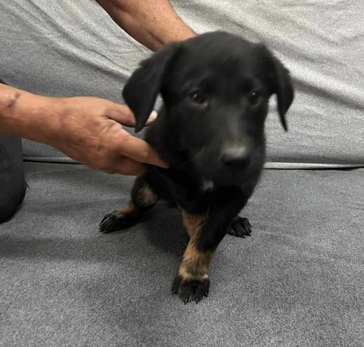 Photo of Vader