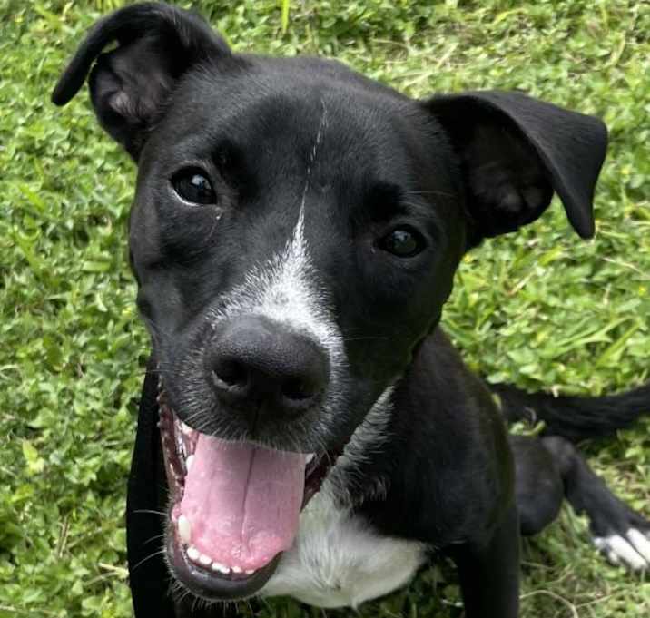 Photo of Lucky