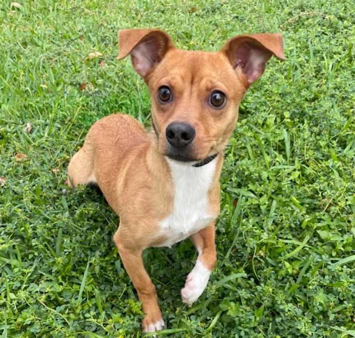 Photo of Canela
