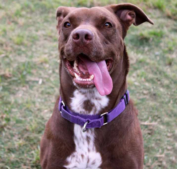 Photo of Godiva