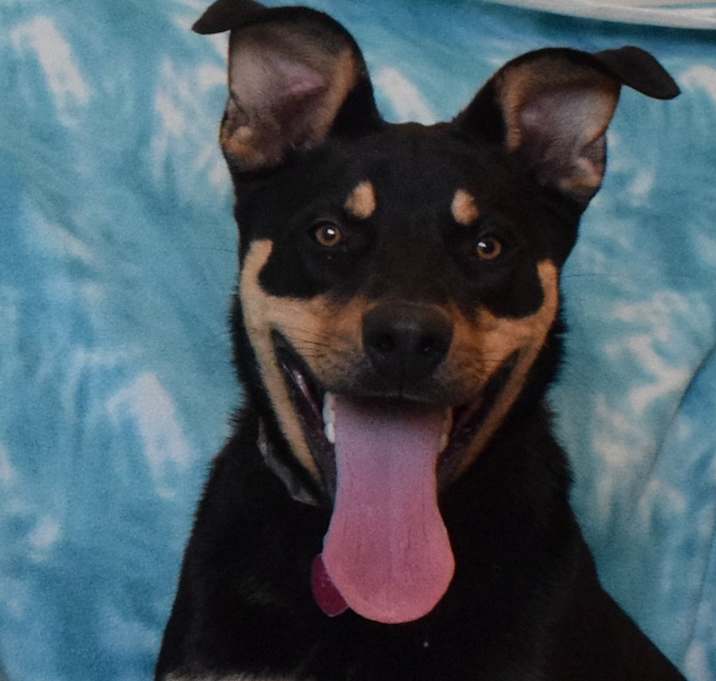 Photo of Brownie