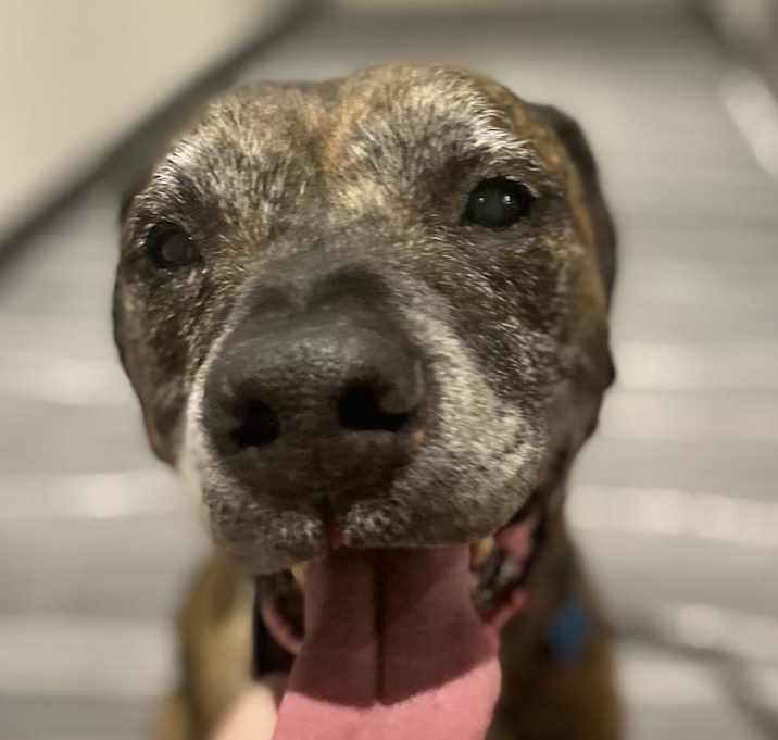 Photo of Taz