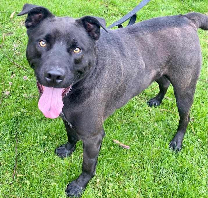 Photo of Angus
