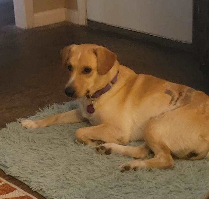 Photo of Lola