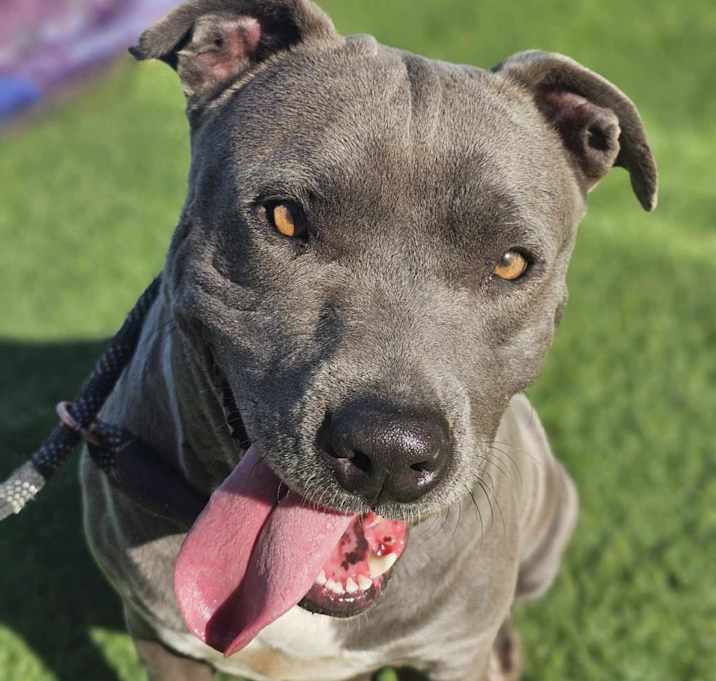Photo of Blue