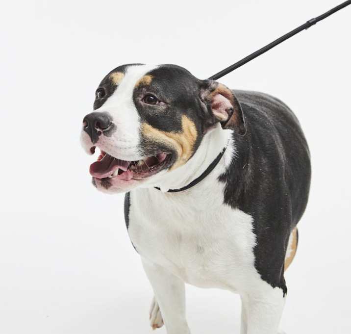 Photo of Darla