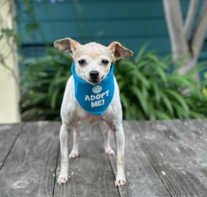 Photo of Peach