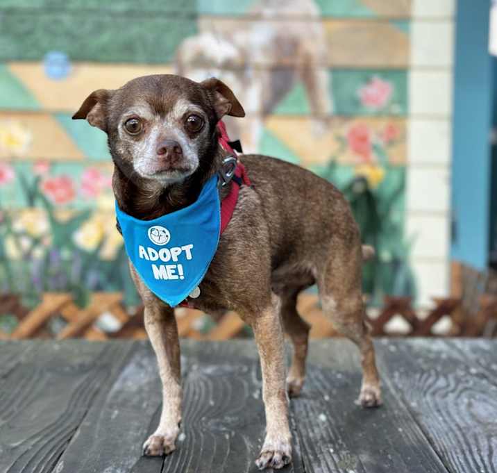 Photo of Cadbury