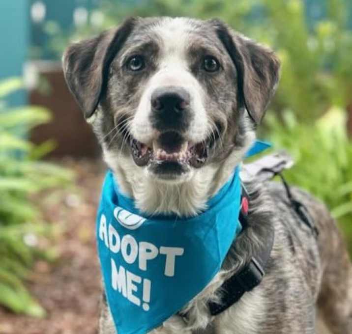 Photo of Koda