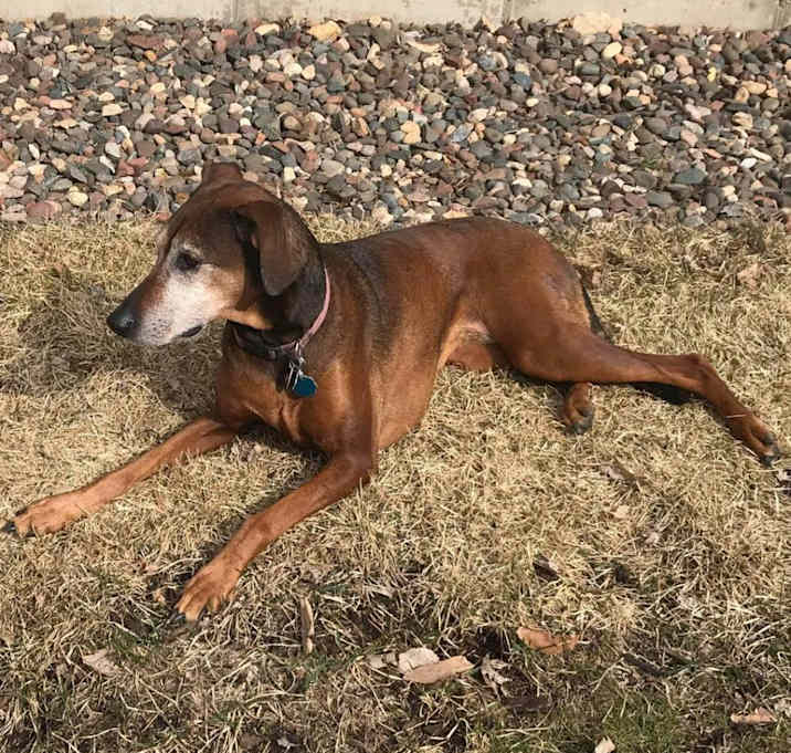 Photo of Rosie