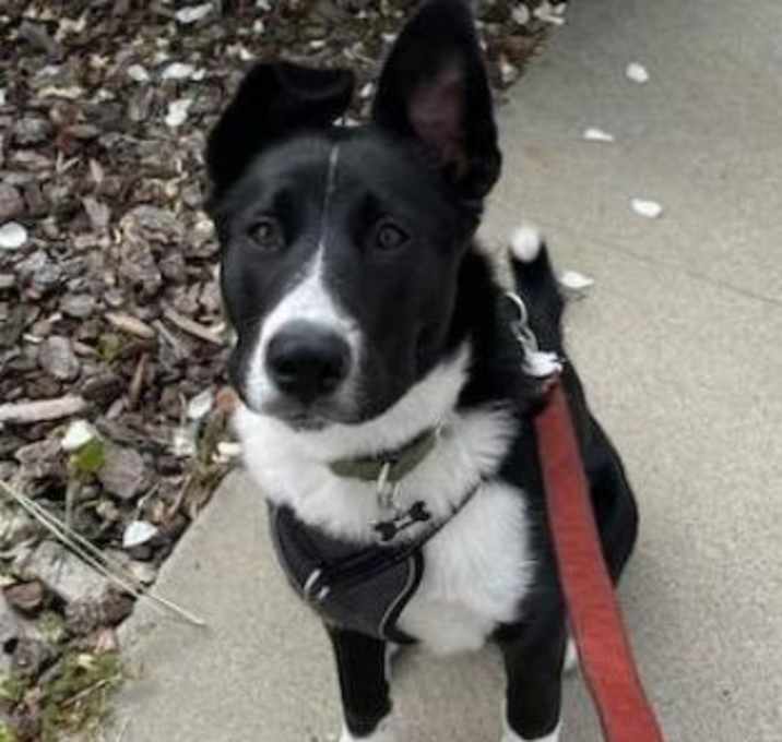 Photo of Shadow
