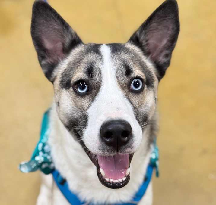 Photo of Bruno