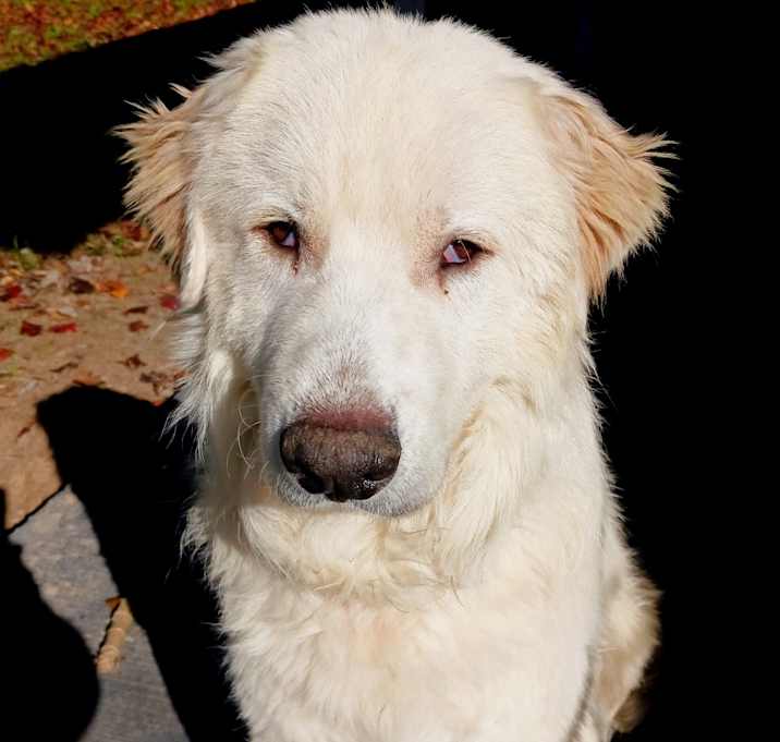 Photo of Chiro