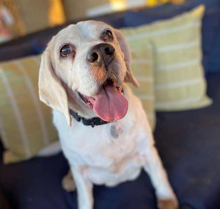 Photo of Snoopy Doo