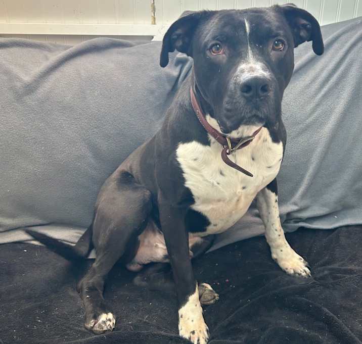 Photo of Brutus