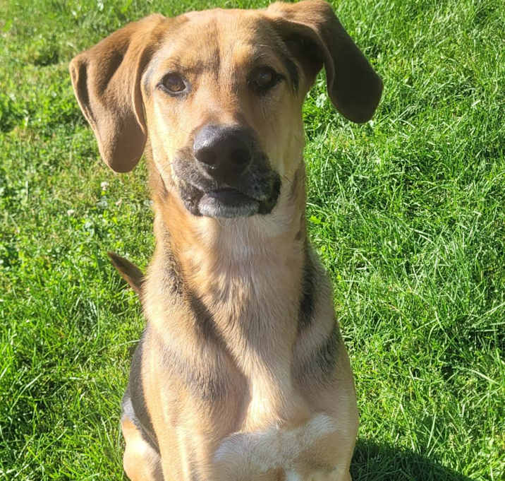 Photo of Otis