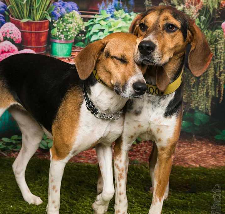 Photo of Rufus
