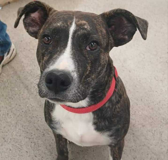 Photo of Buster