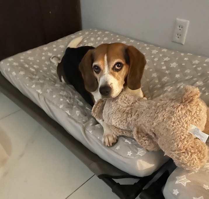 Photo of Bruno