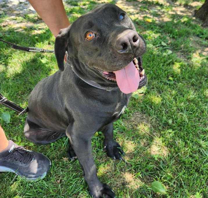 Photo of Boulder (Bobo)