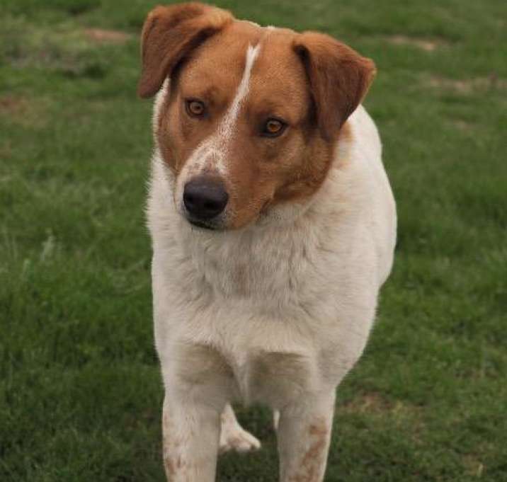 Photo of Gentle Ben