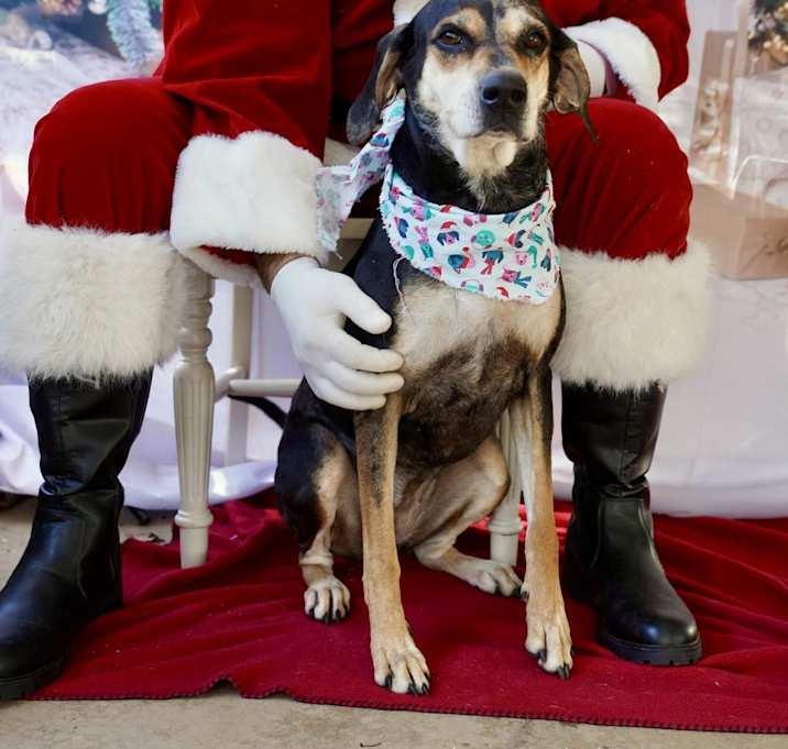 Photo of Sweetie