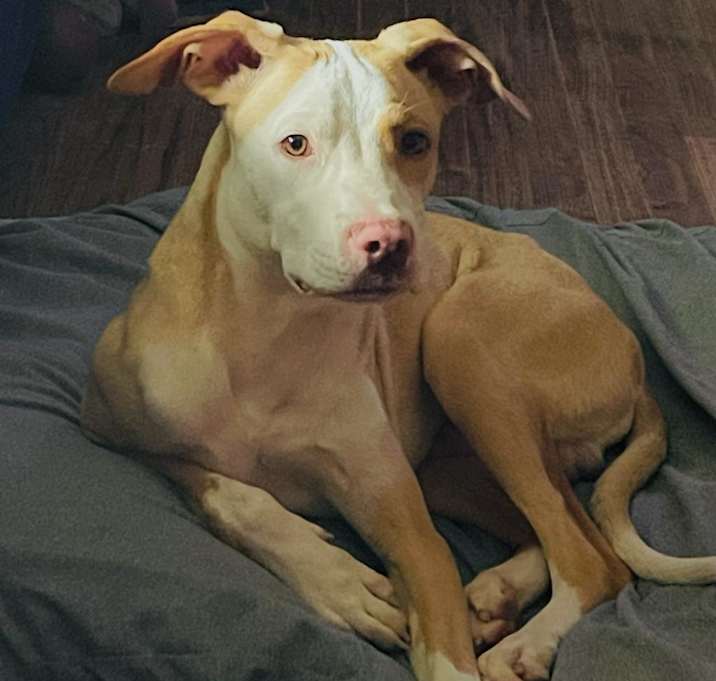 Photo of Basil