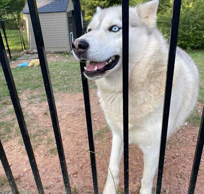 Photo of Chance