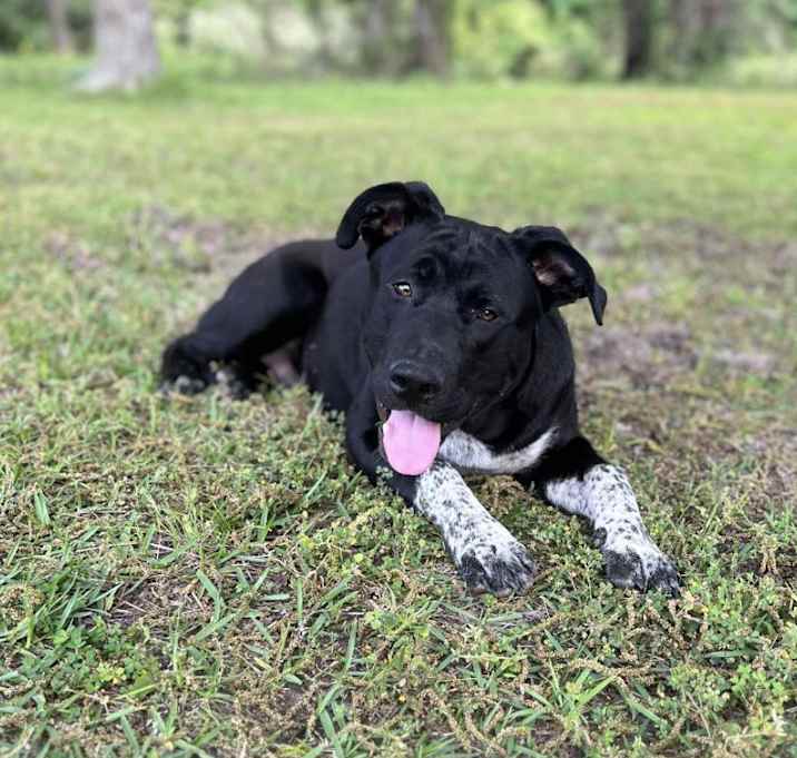 Photo of Smokey