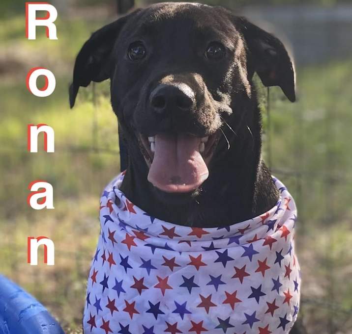 Photo of Ronan