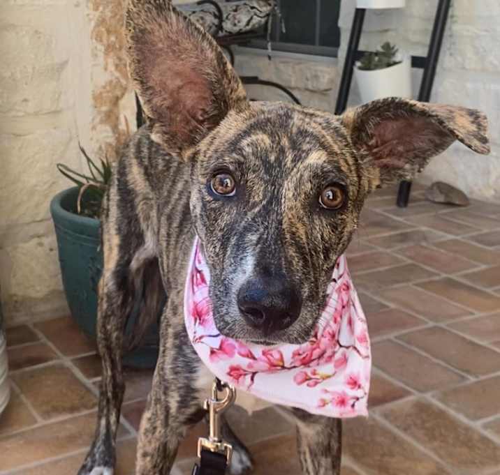 Photo of Tikki