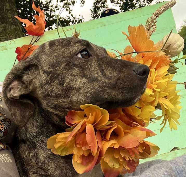 Photo of Lola