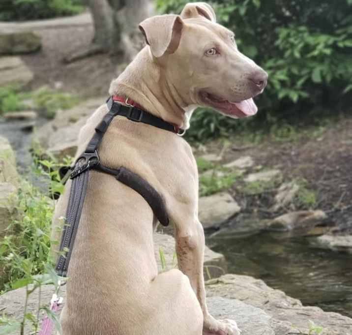 Photo of Nibs