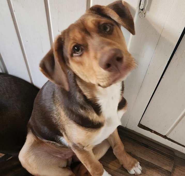 Photo of Mocha