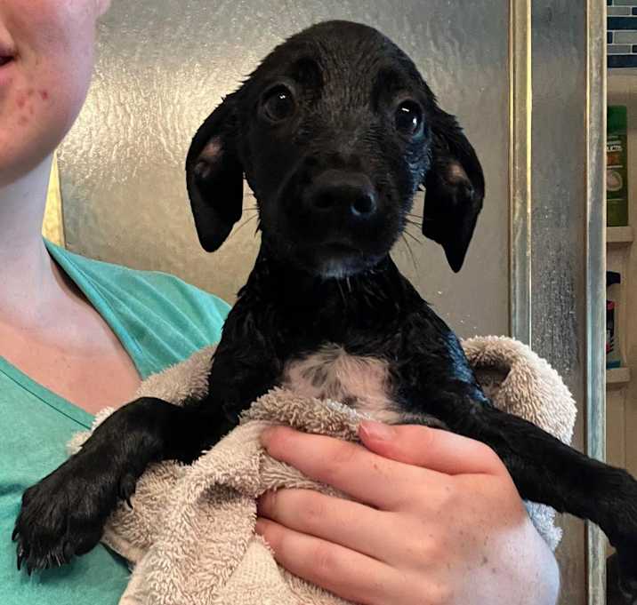 Photo of Onyx