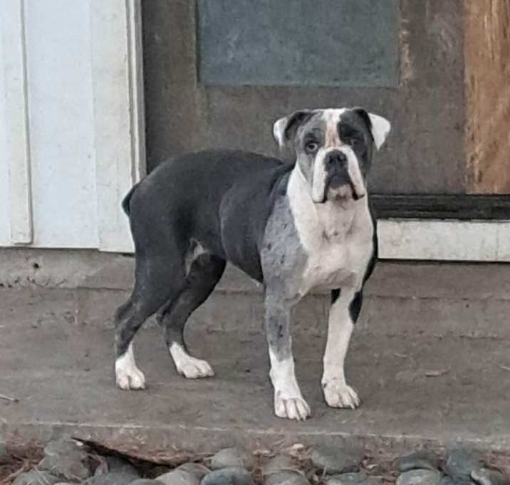 Photo of Bella