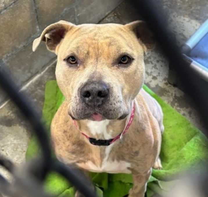 Photo of Dixie