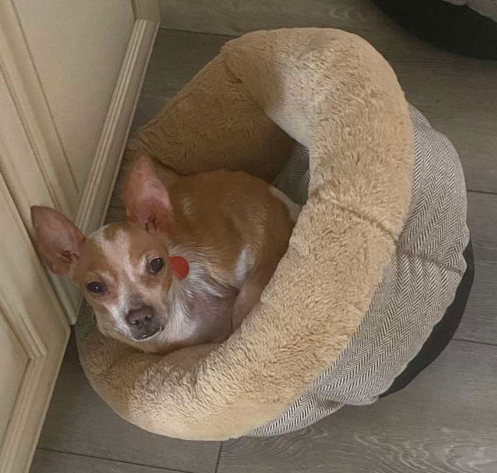 Photo of Fancy