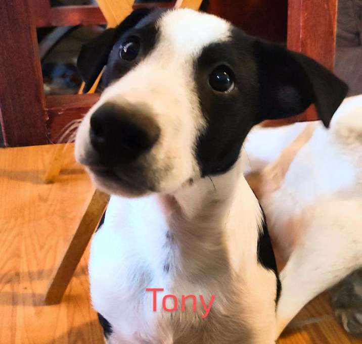 Photo of Tony