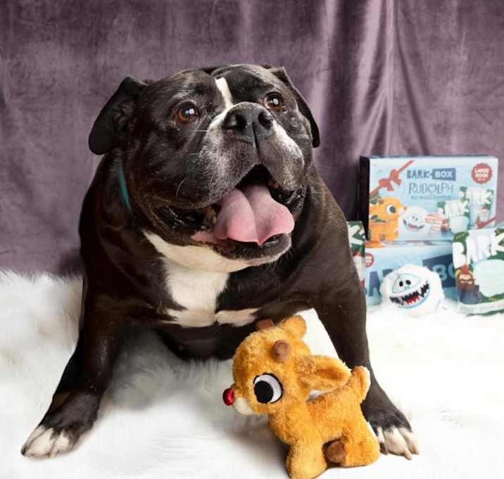 Photo of Gertrude *BONDED WITH HAROLD*