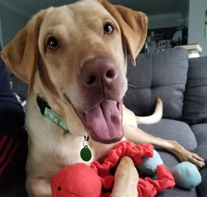 Photo of Ryder
