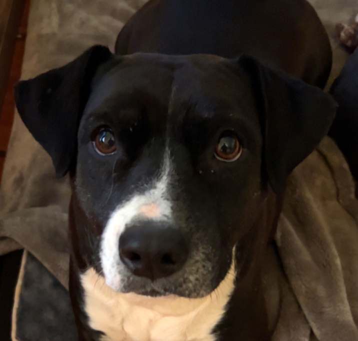 Photo of Daisy